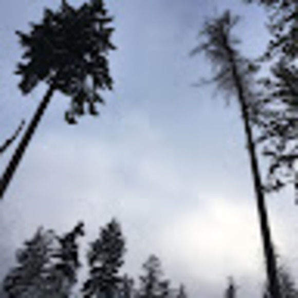 Meet your Posher, M. auriel - Picture 1 of 1